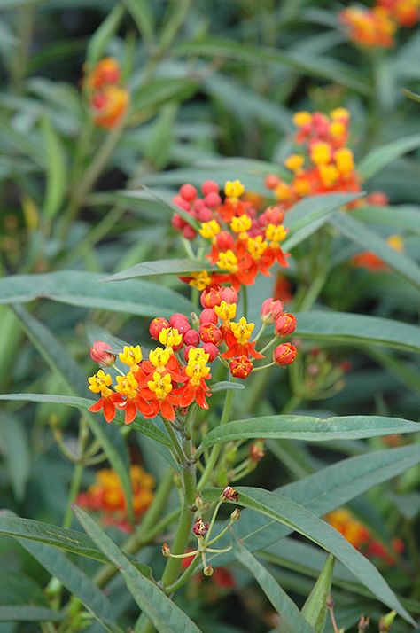 Butterfly Milkweed, Milkweed Flower, Butterfly Live, Milkweed Plant, Mountain Nursery, Butterfly Plants, Garden Centers, Homestead Gardens, Country Gardens