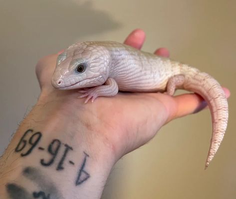 Ivory Northern Blue-Tongued Skink by Will Katcher Reptiles Blue Tailed Skink Tattoo, Blue Tongue Skink Drawing, Blue Tongue Skink Enclosure, Blue Tounged Skink, Northern Blue Tongue Skink, Blue Tongue Lizard, Blue Tongue Skink, Blue Tongued Skink Lizard, Reptile Room