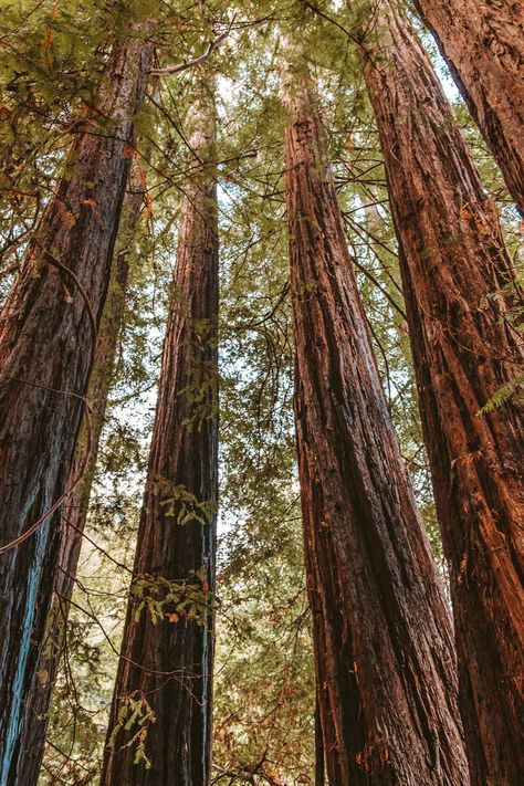 Glen Oaks Big Sur, Big Sur Redwoods, Redwoods Aesthetic, Cedar Aesthetic, Big Sur Aesthetic, Big Sur Cabin, Autumn Perfume, Big Sur Trip, Big Sur Coastline