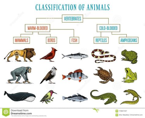 Classification of Animals. Reptiles amphibians mammals birds. Crocodile Fish Lion Whale Snake Frog. Education diagram of. Illustration about jungle, nature, creatures - 116831567 Classification Of Animals, Animal Classification, Frog Coloring Pages, Butterfly Fish, Young Animal, Animal Groups, Wild Creatures, Types Of Animals, Australian Animals