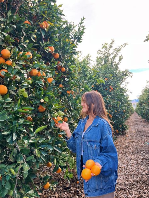 orange grove Citrus Farm Photoshoot, Orange Orchard Photoshoot, Orange Orchard Aesthetic, Orange Picking Aesthetic, Orange Farm Aesthetic, Fruit Picking Photoshoot, Orange Grove Photoshoot, Fruit Picking Aesthetic, Apple Orchard Aesthetic