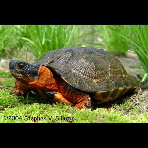 Magnifique Kawaii Turtle, Tortoise Care, Wood Turtle, Turtle Rock, Dog Yard, Pet Turtle, Tortoise Turtle, Turtle Love, Animals Pictures