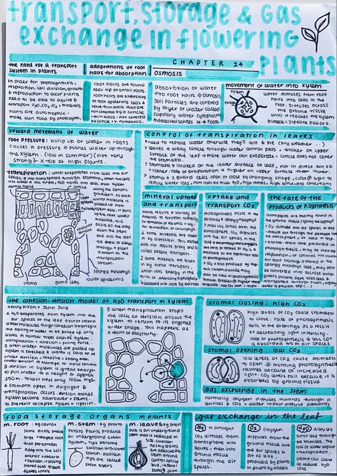 #biology #neatnotes #transport #structure #gasexchange #floweringplants #studynotes #neathandwriting Transport In Plants Notes, Plant Physiology Notes, Transport In Plants Biology Notes, Active Transport Biology Notes, Active Transport Biology, Biological Molecules, Note Aesthetic, Active Learning Strategies, Gas Exchange