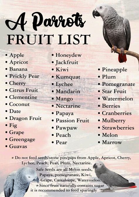 African grey parrot Quaker Parrot Food, Food For African Grey, African Parrot Grey, Parrot Food Recipes, Grey African Parrot, Parrot Cages Ideas, African Grey Parrot Cage Ideas, Grey Parrot Cage, African Gray Parrots