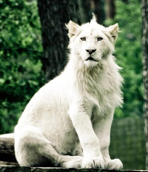 White lioness White Lioness, Maned Lioness Oc, Pretty Lioness, White Lioness Art, White Lioness Aesthetic, Maned Lioness, Lioness Walking, Animal Spirit Guides, Spirit Guides