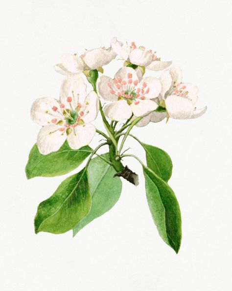 Vintage pear flower illustration mockup. Digitally enhanced illustration from U.S. Department of Agriculture Pomological Watercolor Collection. Rare and Special Collections, National Agricultural Library. | premium image by rawpixel.com / kanate Pear Flower, Apple Flowers, Pear Blossom, Free Illustration Images, Leaves Illustration, Leaf Illustration, Flowers Illustration, Botanical Illustration Vintage, Tree Illustration