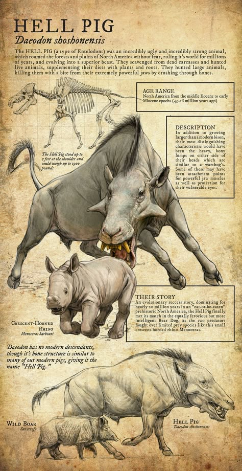 Daeodon shoshonensis | 2023-07-24 Magical Creatures Mythology, Museum Signage, Animal Infographic, Wildlife Facts, Strongest Animal, Prehistoric Wildlife, Prehistoric World, Ancient Animals, Live Animals