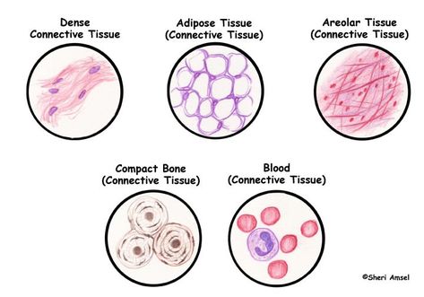 Tissues - Epithelium, Muscle, Connective Tissue and Nervous Tissue. Body Tissues Anatomy, Connective Tissue Drawing, Nervous Tissue, Tissue Biology, Medical Terminology Study, Autoimmune Disorders, Medicine Notes, Basic Anatomy And Physiology, Cells And Tissues