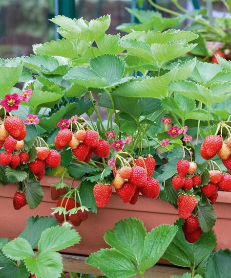 Potted Strawberry Plants, Everbearing Strawberries, Gooseberry Bush, Types Of Berries, Raspberry Plants, Strawberry Plant, Strawberry Seed, Sweet Fruit, Growing Strawberries