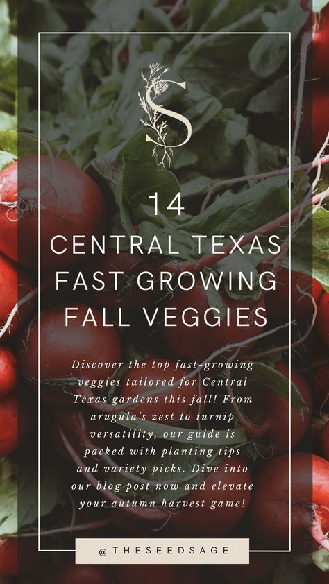 14 Central Texas Fast Growing Fall Vegetables — The Seed Sage | Raised Bed Garden & Garden Design Services Texas Fall Garden, Fall Planting Guide, Vegetable Planting Guide, Fall Crops, Texas Winter, Fall Veggies, Raised Bed Garden, Easy Vegetables To Grow, Texas Gardening