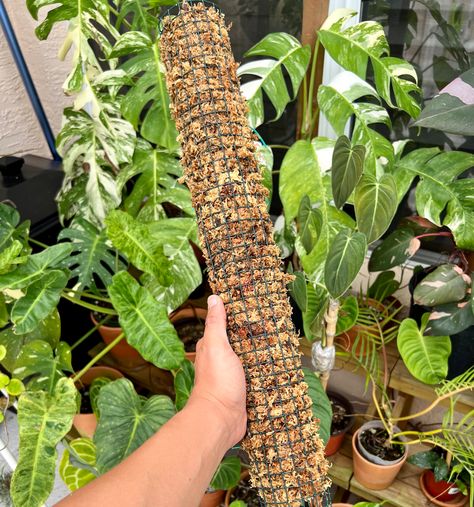 Homemade Moss Pole, Making A Moss Pole, Diy Plant Support Pole, Moss Pole Alternative, Diy Plant Pole Indoor, Diy Plant Pole, Diy Monstera Pole, Diy Moss Poles For Plants, Moss Pole For Monstera