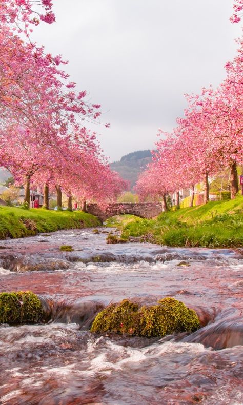 Blossom Wallpaper, Cherry Blossom Wallpaper, World Most Beautiful Place, Rose Tyler, Pink Trees, Beautiful Nature Wallpaper, Beautiful Places In The World, Beautiful Nature Scenes, Beautiful Place