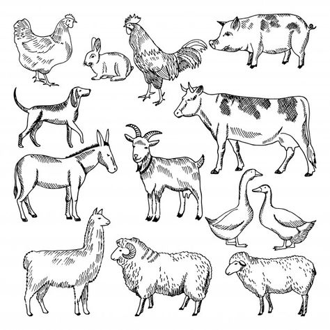 Farm Drawing, Win Art, Zestaw Ikon, Animal Drawings Sketches, Isometric Illustration, Animal Farm, Animal Sketches, Retro Logo, Farm Yard