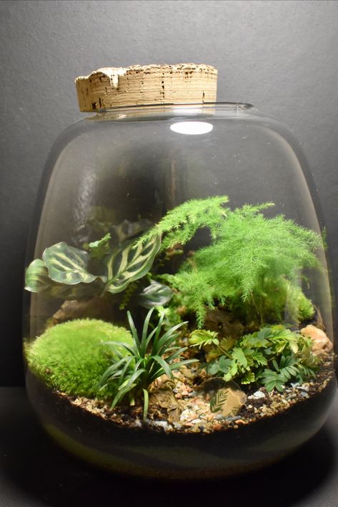 Terrarium Ecosystem, Closed Terrarium Plants, Terrarium Design, Terrarium Scene, Terrariums Diy, Tropical Terrariums, Bottle Terrarium, Open Terrariums, Terrarium Jar