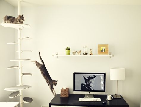 Cat friendly Home Office Office Cat, 3 Cats, Diy Wooden Projects, Cat Shelves, Large Shelves, Three Cats, Tiny Apartment, Wooden Projects, Grey Carpet