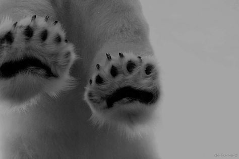 paws Polar Bear Paw, Ice Bears, Bear Paws, Arte Fantasy, Baby Bear, Four Legged, Animal Kingdom, Polar Bear, Animals Wild