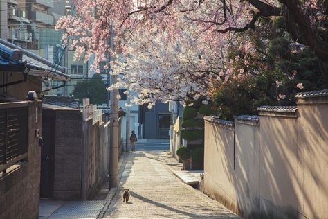 Cherry Blossom Trees, Blossom Trees, Cherry Blossom, Blossom, Cherry, Walking, Trees, Japan, Flowers