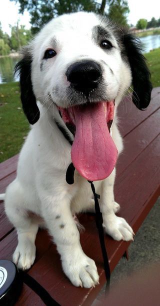 OMG! Too cute pup! Black And White Beagle, Black Beagle, White Beagle, Easiest Dogs To Train, Beagle Puppy, Happy Puppy, Funny Pets, Beagle Dog, Dog Behavior