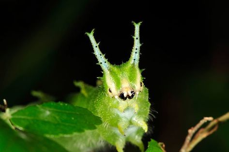 Japanese Emperor Caterpillar, Emperor Caterpillar, Fluffy Moths, Bug Board, Japanese Emperor, Bug Juice, Cool Bugs, Beautiful Bugs, Blue Neon