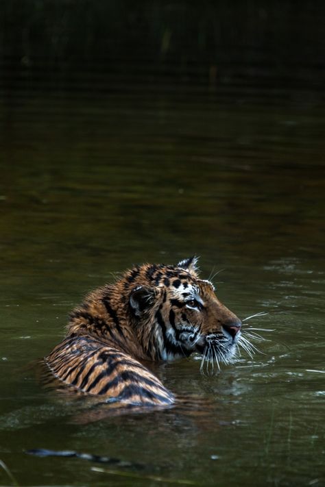 Tiger In Water Photography, Tigers Swimming, Tigers In The Wild, Swimming Tiger, Tiger Swimming, Swimming In A Lake, Tiger In Water, Water Tiger, Tiger Walking