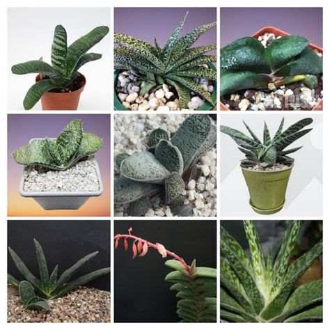 12 Gasteria Succulent Types with Names and Pictures Gasteria Succulents, Provinces Of South Africa, Black Teeth, Small Succulent Plants, Small Shrubs, Types Of Succulents, Easy Care Plants, Small Succulents, Spiral Pattern