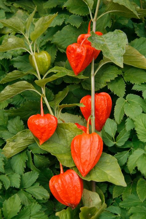 Japanese Lantern Plant, Chinese Lantern Flower, Physalis Alkekengi, Chinese Lantern Plant, Lantern Plant, Lantern Flowers, Japanese Garden Plants, Chinese Lanterns Plant, Chinese Plants