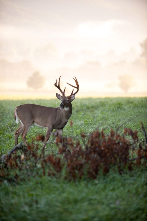 Whitetail Deer Pictures, Gatlinburg Pigeon Forge, Cades Cove Tennessee, Big Deer, Gatlinburg Cabin Rentals, Deer Photos, Deer Pictures, Hunting Life, Pigeon Forge Tn