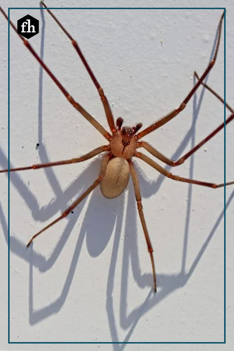 The brown recluse spider seldom bites, and the bite won't kill you. Nevertheless, this is a pest you want to avoid. Brown Recluse Spider Bite Stages, Recluse Spider Bite, Brown Recluse Spider Bite, Spider Bite, Recluse Spider, Brown Recluse Spider, House Spider, Brown Recluse, Inktober 2024