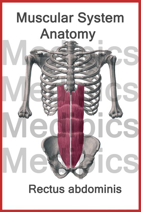 Looking for cheap illustrations of Rectus Abdominis muscle anatomy and any other muscle of your interest, then take me in your list. Colored/black and white muscular anatomy illustrations, abdomin region, abdomin muscles. abdomin muscles, abdomin flexors, abdomin illustrations, abdomin rotators, realistic muscle pictures, realistic anatomy, abdominals, Rectus Abdominis picture Muscle Pictures, Realistic Anatomy, Muscular Anatomy, Muscular System Anatomy, Draw Anatomy, Rectus Abdominis Muscle, Rectus Abdominis, Medical Illustrations, Anatomy Images