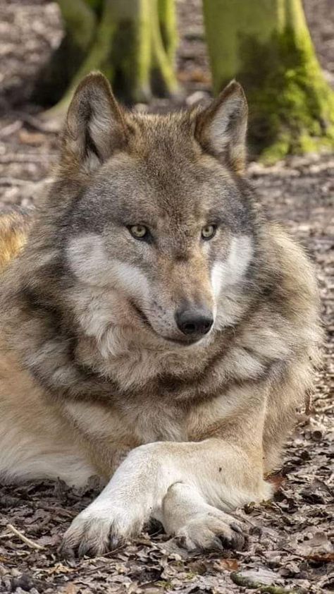 Wolf Reference, Eurasian Wolf, Wolf Poses, Beautiful Wolf, Unique Dog Breeds, Animal Inspiration, Wolf Hybrid, Wolf Photos, Wolf Spirit Animal