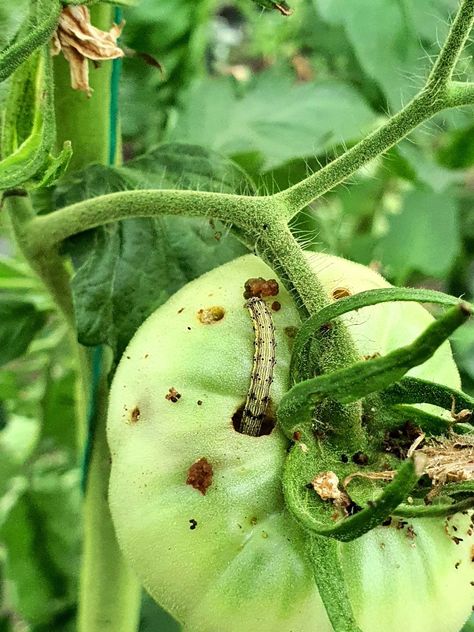 15 Common Tomato Pests and How to Control Them Leaf Footed Bug, Watering Tomatoes, Hobby Farming, Flea Beetles, Diy Compost, Tomato Farming, Bacterial Diseases, Gardening Vegetables, Plant Diseases