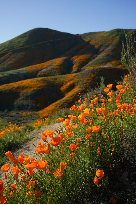 California Nature Photography, California Landscape Photography, Sunrise Flowers Photography, California Superbloom, Orange Landscape Photography, Wildflowers Of California, Spring California, Photography Exposure, Carlsbad California Flower Fields