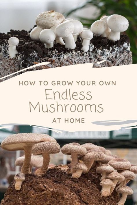 Mushroom Cultivation At Home, Mushroom Planting At Home, How To Grow Mushrooms At Home, How To Grow Mushrooms, Mushroom Farming, Growing Mushrooms At Home, Mushrooms Growing, Grow Mushrooms, Mushroom Growing