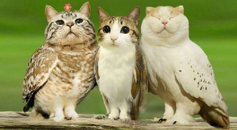 When a Cat and an Owl Develop a Beautiful Friendship Photoshopped Animals, Animal Mashups, Animal Hybrids, Hybrid Animals, Owl Cat, Mean Cat, Silly Kitties, Cat Bird, Silly Cats Pictures