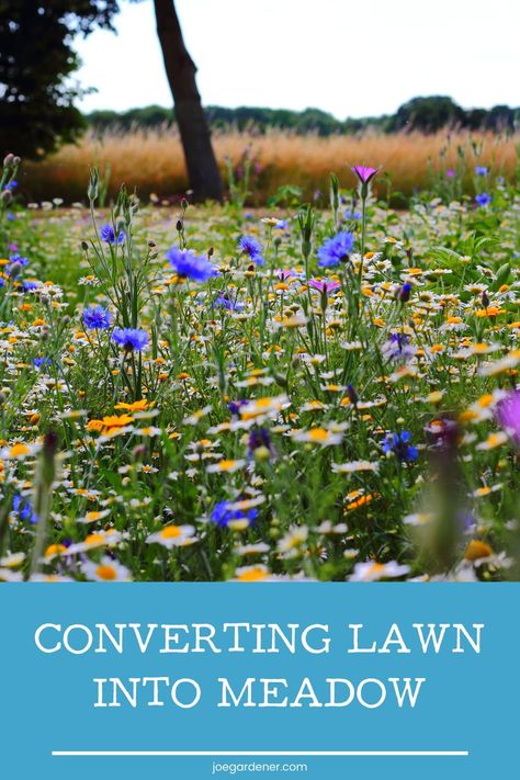 Wild Backyard Landscaping, Lawn Replacement, Wild Lawn Ideas, Meadow Yard Ideas, Wild Lawn, Meadow Backyard, Wild Flower Lawn, Natural Lawn, Meadow Yard