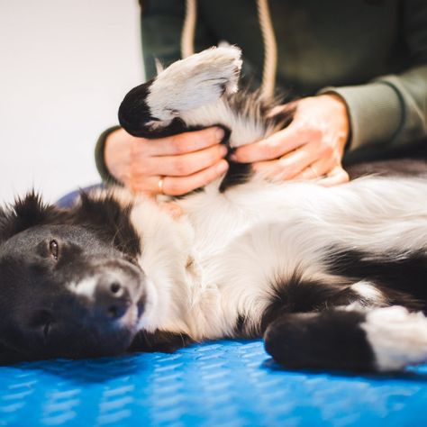 Border collie dog during a massage done by a pet physical therapist and during and exam Dog Massage, Muscle Rub, Dog Joints, Professional Massage, Animal Nutrition, A Massage, 2025 Vision, Beloved Dog, Massage Therapist