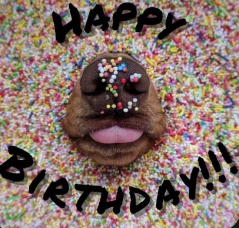 Happy Birthday Dachshund, Birthday Dogs, Happy Birthday Animals, Funny Happy Birthday Images, Funny Happy Birthday Wishes, Birthday Greetings Funny, Happy Birthday Dog, Birthday Wishes Greetings, Birthday Greetings Friend