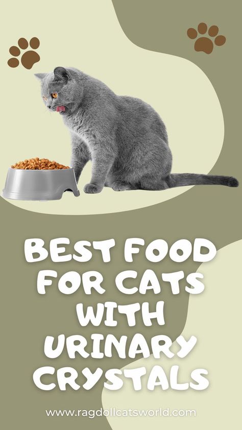 Best Food for Cats with Urinary Crystals Food For Cats, Homemade Cat Food, Cat Food Brands, Cat Diet, Best Cat Food, Urinary Health, Best Diet, Healthy Homemade Recipes, Dry Cat Food