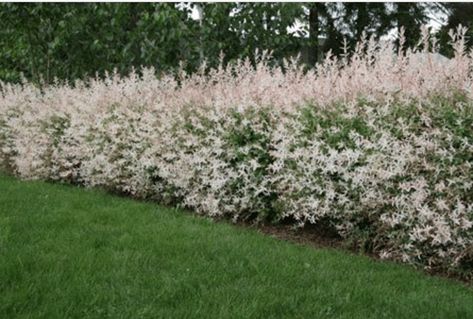 8 Amazing and Eco-Friendly Fencing Options Hedge Trees, Thuja Green Giant, Mosquito Plants, Privacy Trees, Privacy Plants, Dappled Willow, Privacy Landscaping, Tree Nursery, Fast Growing Trees