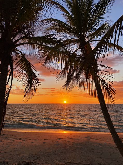 Palmier Aesthetic, Beach Aesthetic Palm Trees, Guadeloupe Aesthetic, Sunset Beach Aesthetic, Sunset Palm Trees, Dark Beach, Summer Nature Photography, Beautiful Beach Pictures, Beach Sunset Wallpaper