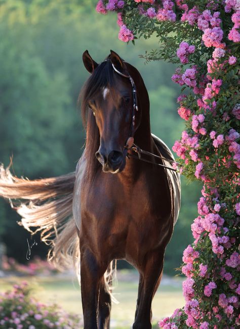 Arabian Horse Aesthetic, Pretty Horse Pictures, Arabian Aesthetic, Arabic Horse, Western Things, Horse Arabian, Gorgeous Horses, Magical Horses, Arabian Stallions