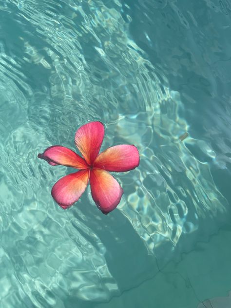 Hawaii Flowers, Iphone Wallpaper Landscape, Beach Flowers, Beautiful Ocean Pictures, Ocean Pictures, Trending Pins, Nothing But Flowers, Theme Background, Wallpaper Iphone Disney