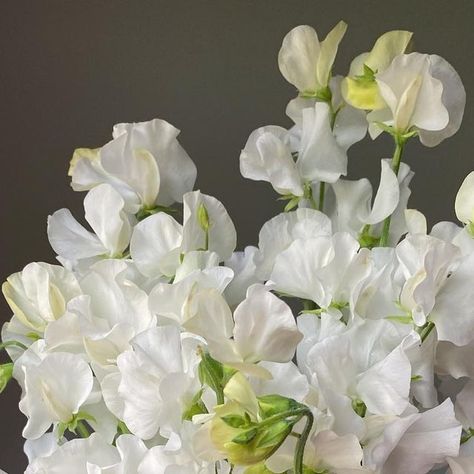 Brenna Estrada on Instagram: "‘Wild Swan’ 🦢 My absolute favorite white sweet pea. The stems are so long and the flowers so fragrant. #threebrothersblooms #islandflowerfarm #sweetpeas #whiteflowers #cutflowergarden #flowers #homegrown #localflowers #flowerfarmerflorist #findyourstill #ajoyfulmagic #pnw" Daisy Sweet Pea, Blush Sweet Pea, White Sweet Pea Flowers, White Sweet Pea Bouquet, Embroidered Sweet Pea Flowers, Sweet Pea Flowers, Flower Farmer, Cut Flower Garden, Flower Farm