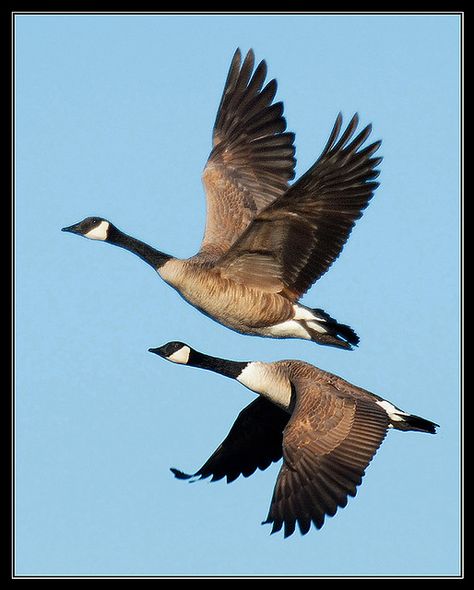 Canada goose (Branta canadensis) | Canada Goose (Branta canadensis) Canada Goose Animal, Canadian Geese Flying, Canada Geese Flying, Canadian Geese Drawing, Canada Goose Drawing, Canada Goose Bird, Canada Goose Tattoo, Canadian Goose Drawing, Geese Photography