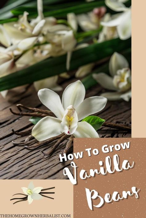 Growing Vanilla, Grow Vanilla, Gnats In House Plants, Grow Vanilla Beans, Cat Safe House Plants, Orchid Propagation, Pet Friendly House Plants, Safe House Plants, Vanilla Plant