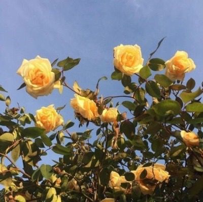 Disney Instagram, Foto Tips, Yellow Aesthetic, Landscape Illustration, Blue Skies, Mellow Yellow, Yellow Roses, Pretty Flowers, Yellow Flowers