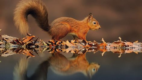 Squirrel Desktop Wallpaper Animal Reflection, Squirrel Wallpaper, Wallpaper For Laptop, Wallpaper Animals, Samsung Galaxy S4 Mini, Cute Squirrel, Red Squirrel, Mac Laptop, Wallpapers Hd