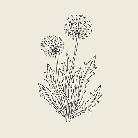 Dandelion Drawing, Dandelion Plant, Plant Logos, Vector Doodle, Seed Heads, Easy Backdrops, Dandelion Flower, Beautiful Greeting Cards, Beautiful Drawings