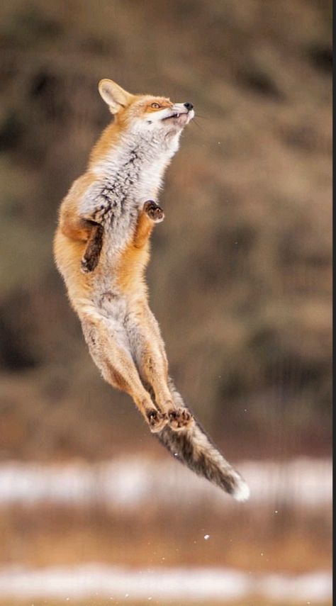 Fox Anatomy, Fox Reference, Jumping Fox, Fox Running, Wallpaper Animals, Animal Movement, Fox Drawing, Fox Pictures, Foxes Photography