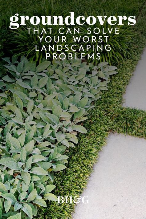 When you feel like tossing a big rug over your yard and calling it good, often what you really need is the right groundcover plants. These dependable, hardworking species grow densely to carpet the ground with minimal fuss. #groundcover #grassalternatives #landscaping #lawnalternatives #bhg Cute Simple Landscape Ideas, Landscaping Easy To Maintain, In Ground Planter Ideas, Front Yard Landscaping Hardscape, Tree Root Garden Ideas, Back House Landscaping, Easy Xeriscape Front Yard, No Flower Landscape Ideas, Ground Cover Around Pool